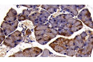 Detection of CK19 in Mouse Pancreas Tissue using Polyclonal Antibody to Cytokeratin 19 (CK19)