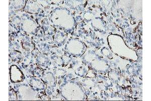 Image no. 2 for anti-Platelet/endothelial Cell Adhesion Molecule (PECAM1) antibody (ABIN1497242) (CD31 抗体)