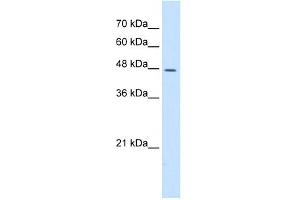 DDOST antibody used at 5 ug/ml to detect target protein. (DDOST 抗体  (N-Term))