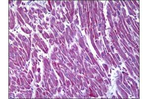 Immunohistochemistry (IHC) image for anti-Malate Dehydrogenase 2, NAD (Mitochondrial) (MDH2) antibody (ABIN953359) (MDH2 抗体)