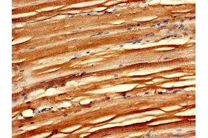 IHC image of ABIN7158870 diluted at 1:600 and staining in paraffin-embedded human skeletal muscle tissue performed on a Leica BondTM system. (MAEA 抗体  (AA 299-356))
