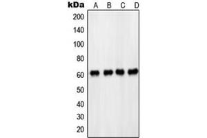 Western blot analysis of PDPK1 (pS241) expression in HeLa (A), MCF7 (B), NIH3T3 (C), PC12 EGF-treated (D) whole cell lysates. (PDPK1 抗体  (pSer241))