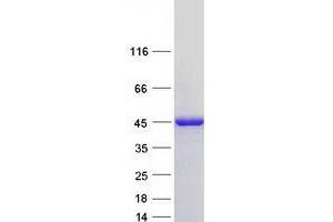 Western Blotting (WB) image for NDRG Family Member 2 (NDRG2) (Transcript Variant 1) protein (Myc-DYKDDDDK Tag) (ABIN2726986)