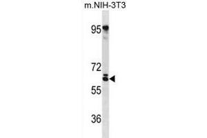 RSPRY Antibody (N-term) (ABIN1881768 and ABIN2838657) western blot analysis in mouse NIH-3T3 cell line lysates (35 μg/lane). (RSPRY1 抗体  (N-Term))