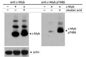 Western Blot of Rabbit c-Myb pT486 antibody. (MYB 抗体  (N-Term, pThr486))