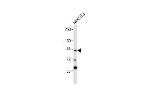 Anti-DYRK1A Antibody (Center) at 1:2000 dilution + NIH/3T3 whole cell lysate Lysates/proteins at 20 μg per lane. (DYRK1A 抗体  (AA 389-418))