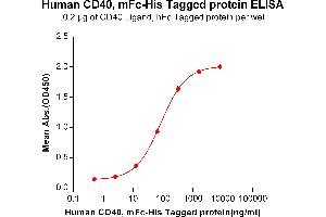 CD40 (CD40) (AA 21-193) protein (mFc-His Tag)