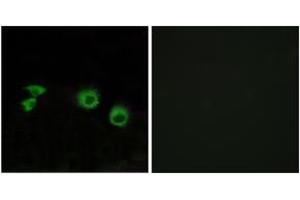 Immunofluorescence analysis of MCF7 cells, using MIPT3 Antibody. (TRAF3IP1 抗体  (AA 221-270))