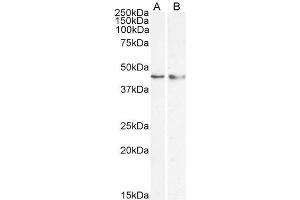 Western Blotting (WB) image for anti-Kruppel-Like Factor 15 (KLF15) (N-Term) antibody (ABIN184761)
