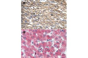 Immunohistochemical staining (Formalin-fixed paraffin-embedded sections) of human heart (A) and human liver (B) with DBP polyclonal antibody . (DBP 抗体  (Internal Region))