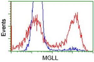 HEK293T cells transfected with either RC218358 overexpress plasmid (Red) or empty vector control plasmid (Blue) were immunostained by anti-MGLL antibody (ABIN2454596), and then analyzed by flow cytometry. (MGLL 抗体)