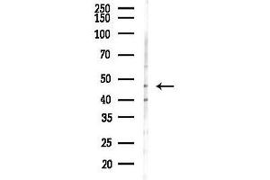 Western blot analysis of lysates from Mouse lung, using ACTR3 Antibody at 1/1000 dilution.