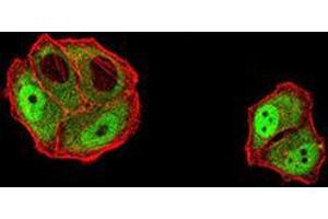 Immunofluorescence analysis of Hela cells using DDX1 mouse mAb (green). (DDX1 抗体  (AA 642-740))