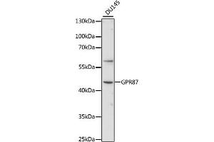 Western blot analysis of extracts of DU145 cells, using GPR87 antibody (ABIN7267313) at 1:1000 dilution. (GPR87 抗体  (AA 250-350))
