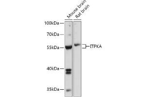 Western blot analysis of extracts of various cell lines, using ITPKA antibody (ABIN7267885) at 1:1000 dilution. (ITPKA 抗体  (AA 141-461))