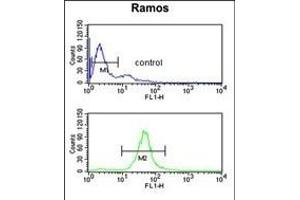 B3GALT6 Antibody (C-term) (ABIN651201 and ABIN2840128) flow cytometric analysis of Ramos cells (bottom histogram) compared to a negative control cell (top histogram). (B3GALT6 抗体  (C-Term))