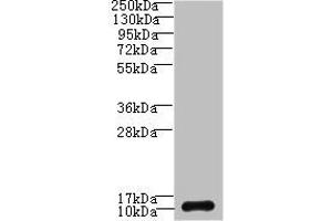 Western blot All lanes: SH3BGRL3 antibody at 0.