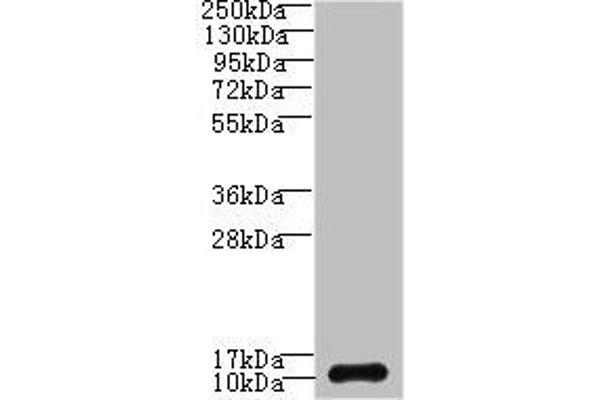 SH3BGRL3 抗体  (AA 2-93)