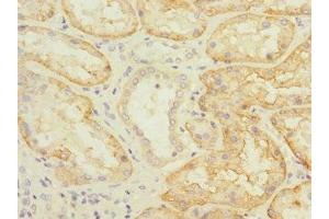 Immunohistochemistry of paraffin-embedded human kidney tissue using ABIN7170164 at dilution of 1:100 (SLC22A8 抗体  (AA 473-542))