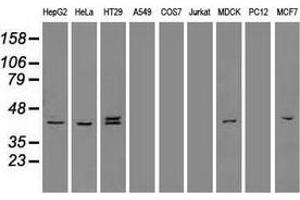 Western blot analysis of extracts (35 µg) from 9 different cell lines by using anti-KRT19 monoclonal antibody. (Cytokeratin 19 抗体  (AA 240-390))