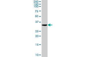 TOMM34 MaxPab rabbit polyclonal antibody. (TOMM34 抗体  (AA 1-309))