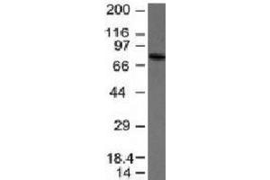 Western blot analysis of anti-IgM antibody and Raji cell lysate.