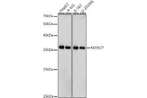 Western blot analysis of extracts of various cell lines, using EXOSC7 antibody (ABIN7267064) at 1:1000 dilution. (EXOSC7 抗体)