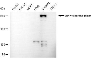 Western blotting analysis using von Willebrand factor antibody (ABIN7800846). (Recombinant VWF 抗体)