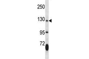 JAK2 antibody western blot analysis in mouse lung tissue lysate. (JAK2 抗体  (AA 666-694))