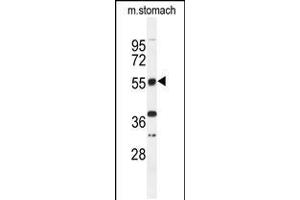 Western blot analysis of TOX3 Antibody in mouse stomach tissue lysates (35ug/lane) (TOX3 抗体  (AA 214-242))