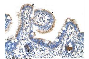 Image no. 1 for anti-Ring Finger Protein 39 (RNF39) (AA 21-70) antibody (ABIN6736652) (RNF39 抗体  (AA 21-70))