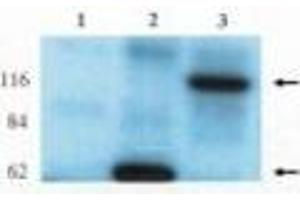Image no. 1 for anti-rho/rac Guanine Nucleotide Exchange Factor (GEF) 2 (ARHGEF2) (AA 2-447) antibody (ABIN793598) (ARHGEF2 抗体  (AA 2-447))
