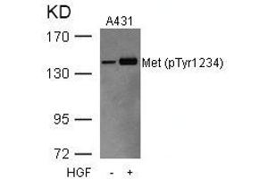 Western blot analysis of extracts from A431 cells untreated or treated with HGF using Met(Phospho-Tyr1234) Antibody. (c-MET 抗体  (pTyr1234))
