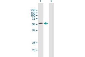 SEMA3D antibody  (AA 1-416)