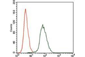 Flow cytometric analysis of HepG2 cells using CSNK2A2 mouse mAb (green) and negative control (red). (CSNK2A2 抗体  (AA 194-350))