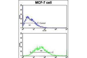 Flow cytometric analysis of MCF-7 cells using CDH9 Antibody (bottom histogram) compared to a negative control cell (top histogram). (Cadherin 9 抗体  (C-Term))