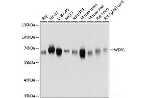 WDR1 抗体