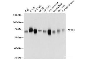 Western blot analysis of extracts of various cell lines using WDR1 Polyclonal Antibody at dilution of 1:3000. (WDR1 抗体)