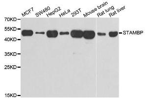 Western blot analysis of extracts of various cell lines, using STAMBP antibody. (STAMBP 抗体  (AA 100-270))