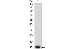 Western blot analysis using P2RY4 mAb against human P2RY4 (AA: extra mix) recombinant protein. (P2RY4 抗体)