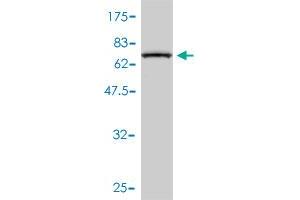 Western Blot detection against Immunogen (70. (STAM 抗体  (AA 1-403))