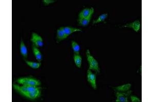 Immunofluorescence (IF) image for anti-Protein Kinase, AMP-Activated, alpha 1 Catalytic Subunit (PRKAA1) (AA 325-543), (Catalytic Subunit alpha) antibody (ABIN7142675)
