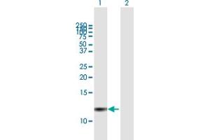 Western Blot analysis of PI3 expression in transfected 293T cell line by PI3 MaxPab polyclonal antibody. (PI3 抗体  (AA 1-117))