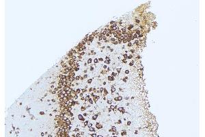 ABIN6276721 at 1/100 staining Mouse brain tissue by IHC-P. (CST3 抗体)