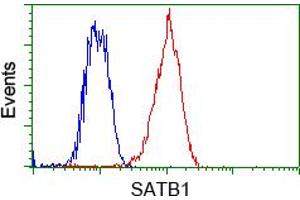 Image no. 5 for anti-SATB Homeobox 1 (SATB1) antibody (ABIN1500813) (SATB1 抗体)