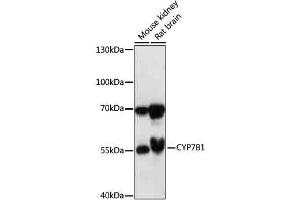 Western blot analysis of extracts of various cells, using CYP7B1 antibody (ABIN7266660) at 1:1000 dilution. (CYP7B1 抗体  (AA 200-300))
