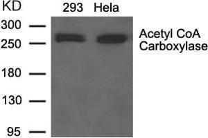 Western blot analysis of extracts from 293 and Hela cells using Acetyl CoA Carboxylase Antibody. (Acetyl-CoA Carboxylase alpha 抗体  (AA 78-82))