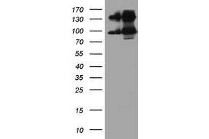 Western Blotting (WB) image for anti-Dipeptidyl-Peptidase 9 (DPP9) antibody (ABIN1497903) (DPP9 抗体)