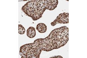 Immunohistochemical analysis of A on paraffin-embedded Human placenta tissue. (QKI 抗体  (N-Term))
