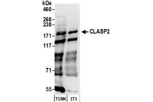 Western Blotting (WB) image for anti-Cytoplasmic Linker Associated Protein 2 (CLASP2) (AA 1025-1075) antibody (ABIN7450125) (CLASP2 抗体  (AA 1025-1075))